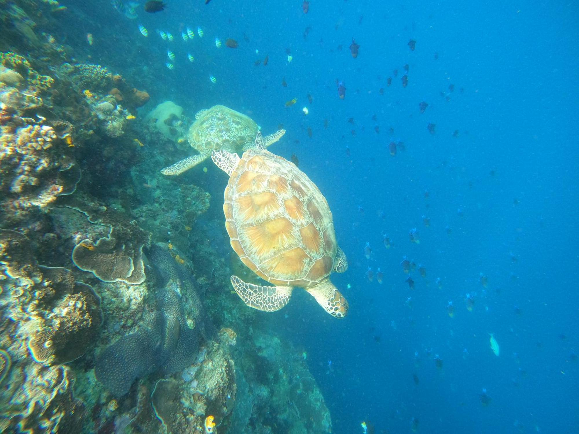 4 Sisters Divers Бунакен Экстерьер фото