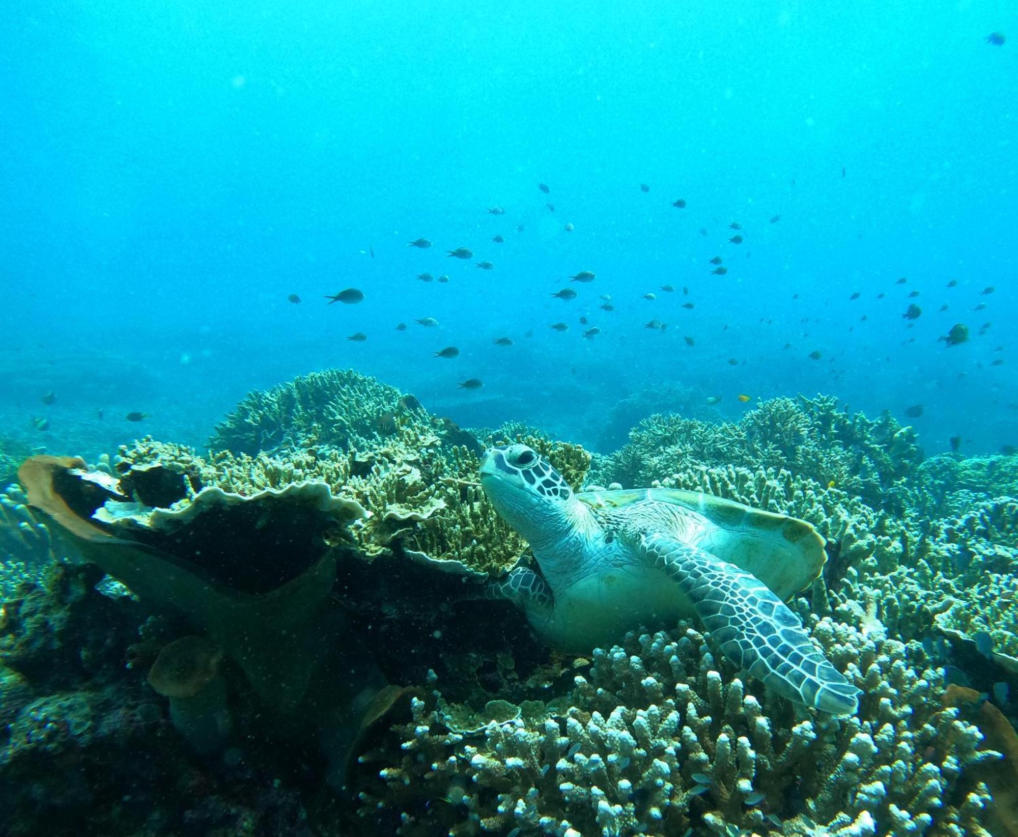 4 Sisters Divers Бунакен Экстерьер фото