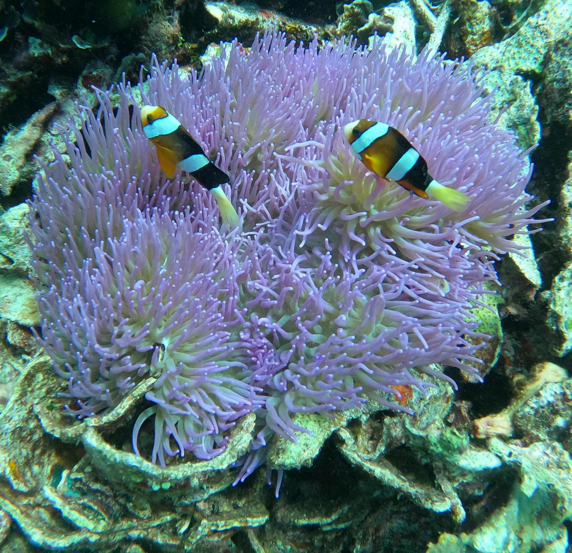 4 Sisters Divers Бунакен Экстерьер фото