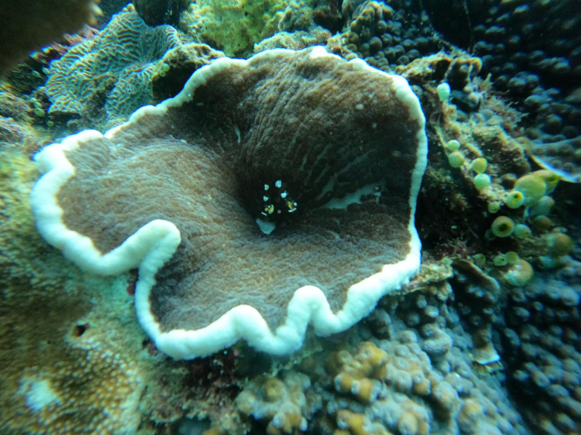 4 Sisters Divers Бунакен Экстерьер фото